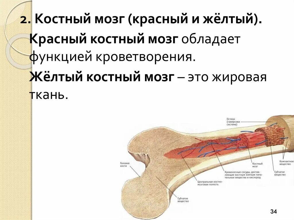 Красный мозг костей. Желтый костный мозг строение. Функции желтого костного мозга в кости. Функции красного и желтого костного мозга. Красный и желтый костный мозг в костях.