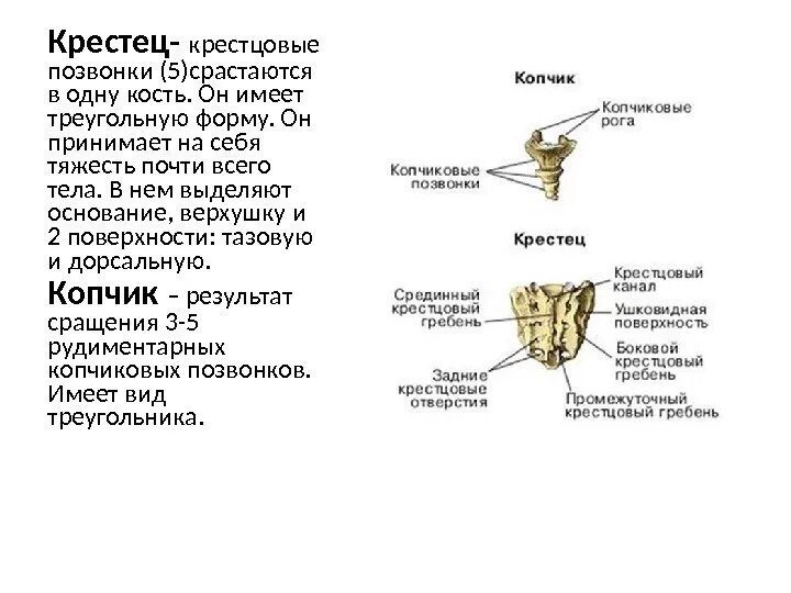 Особенности позвонков крестцового отдела. Крестцовый отдел позвоночника тип соединения костей. Особенности строения копчикового позвонка. Особенности позвонков крестцового отдела. Крестцовые позвонки на латыни.