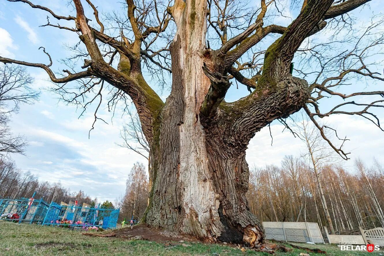Buche Baum Изображения: просматривайте стоковые фотографии, векторные изображени