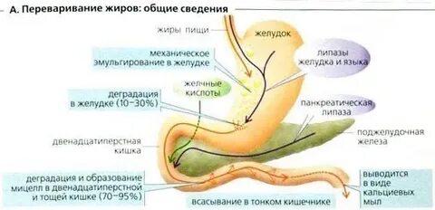 Усвоение жиров