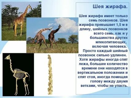 Жираф сколько звуков