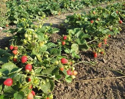 Продам ремонтантную клубнику хабаровск