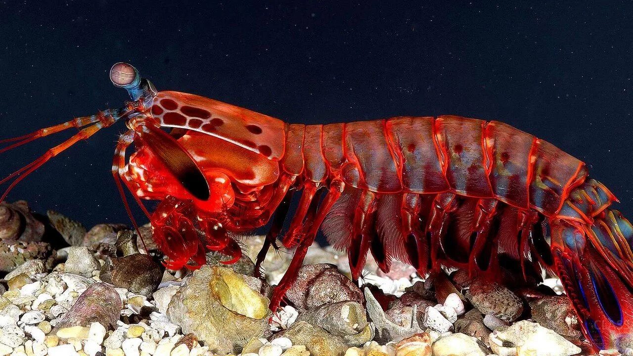 Ракообразные в море