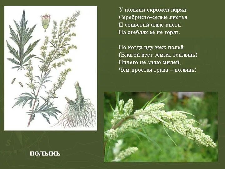 Полыни горькой трава для чего. Полынь двудомная полынь горькая. полынь обыкновенная стебель. полынь обыкновенная чернобыльник серебристая. цитварное семя полыни.