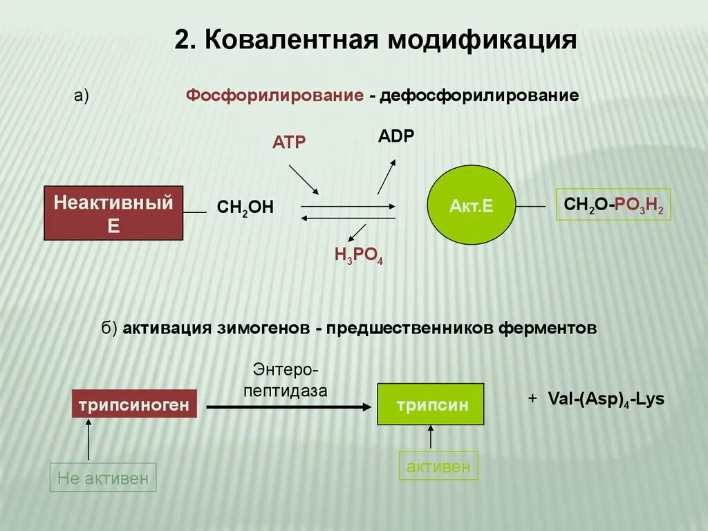 Регуляция активности ферментов ковалентная модификация. Схема ковалентной модификации ферментов путем фосфорилирования. Регуляция активности ферментов путем ковалентной модификации. Ковалентная модификация ферментов примеры. Схемы активации ферментов путем ковалентной модификации.