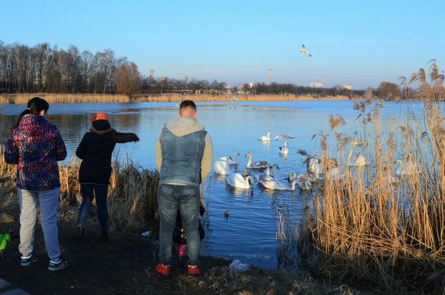 Погода в лебедях калининского района. Хутор лебеди. Хутор лебеди Краснодарский край. Хутор лебеди храм. Хутор лебеди Краснодарский край Калининский район.