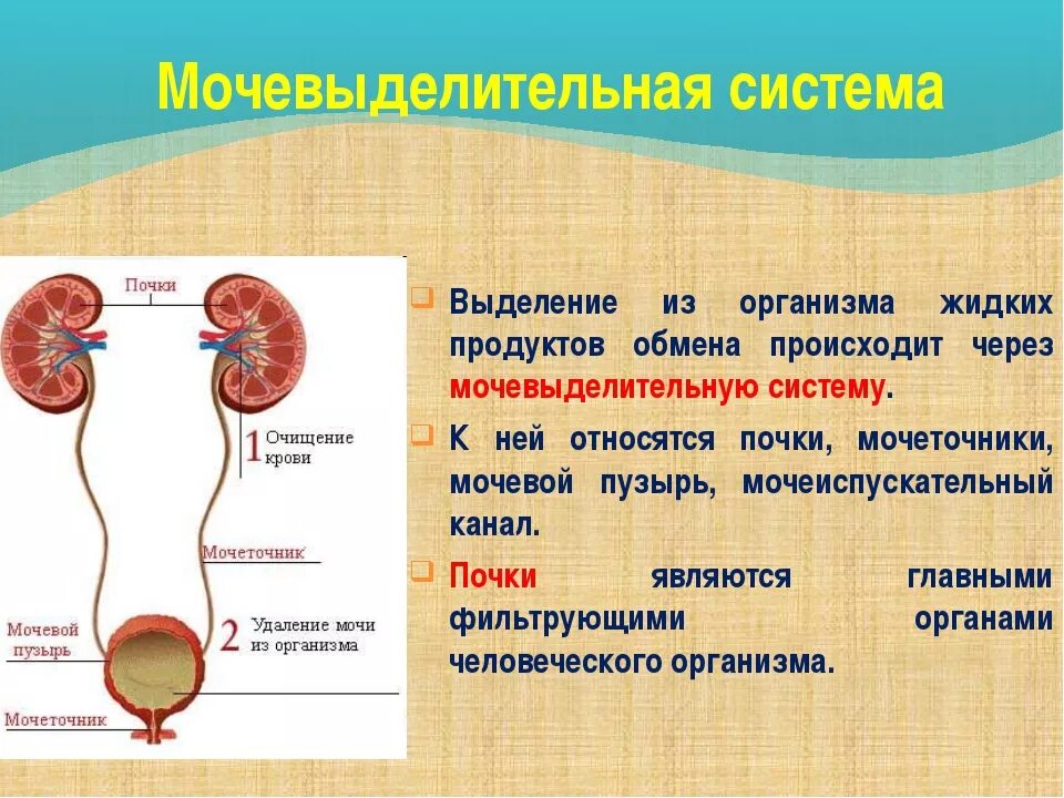 Через какие органы выделения