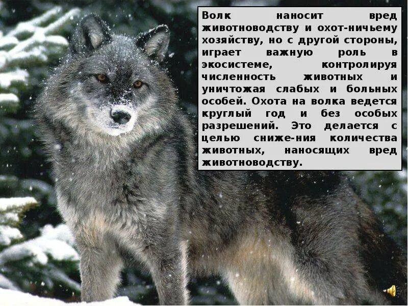 Сообщение о волке 6 класс. Сведения о волке. проект про волка. описание волка. доклад про волка.