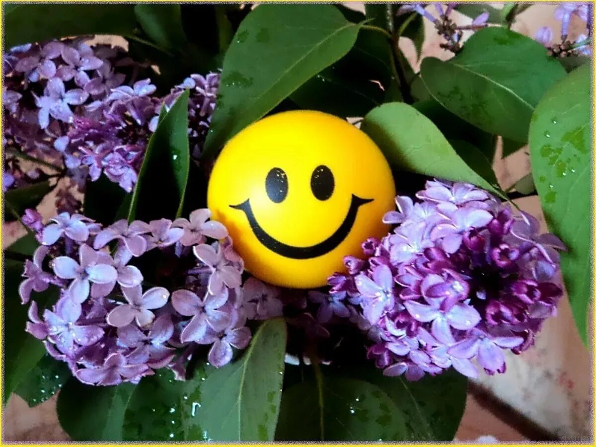 Летний кот. Доброго весеннего дня. Доброго весеннего дня. Весеннее настроение. Цветы и животные.