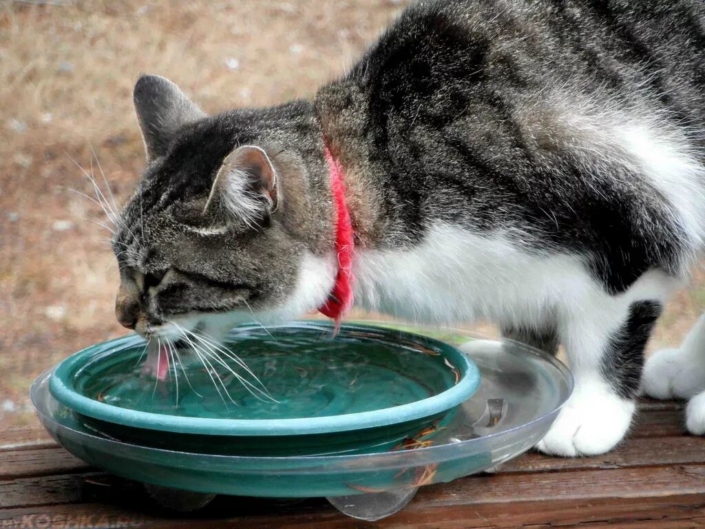 Кошка часто пьет воду. Кот пьет воду. Кот лакает. Кот пьет воду из миски. Бездомный кот пьет воду.