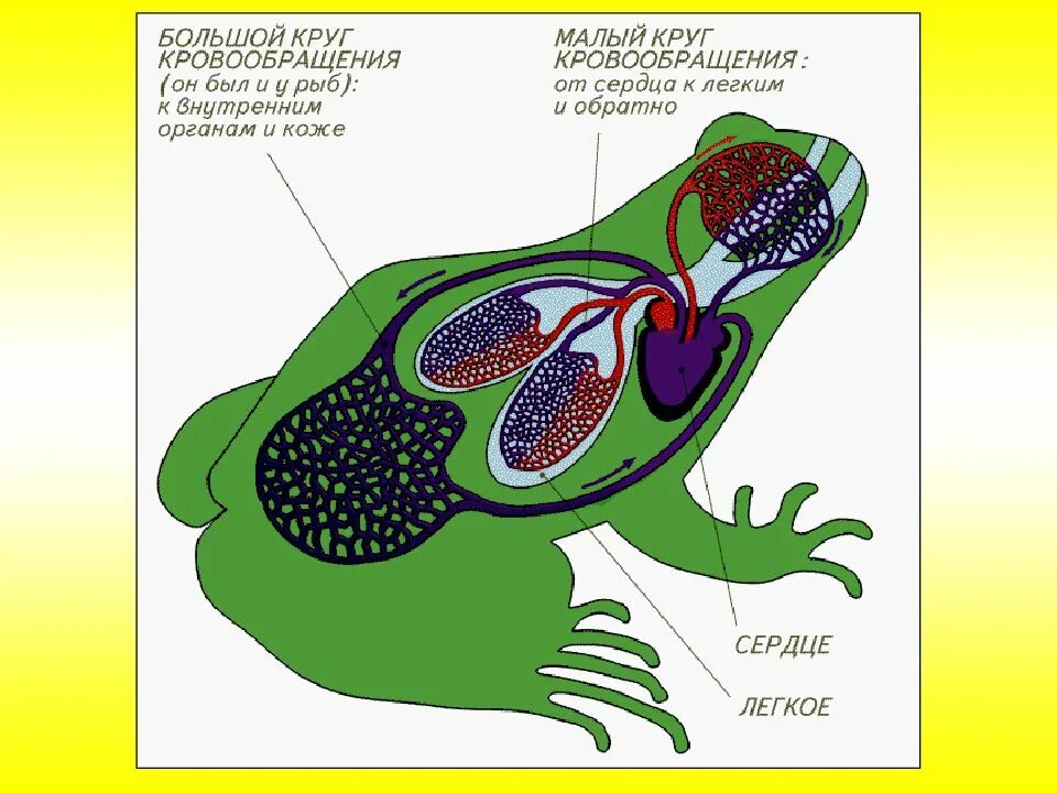 Кровь в сердце у земноводных. Система кровообращения лягу. Схема кровеносной системы лягушки. Строение кровеносной системы амфибий схема. Схема строения кровеносной системы земноводных.