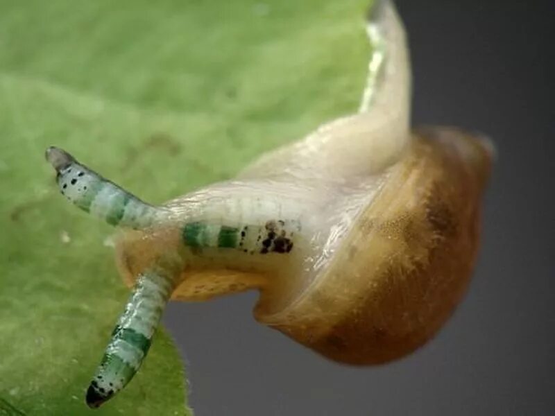 Лейкохлоридием парадоксальным. Паразит лейкохлоридий. Лейкохлоридием парадоксальным. Улитка янтарка заражённая паразитом. Leucochloridium paradoxum плоский червь,.