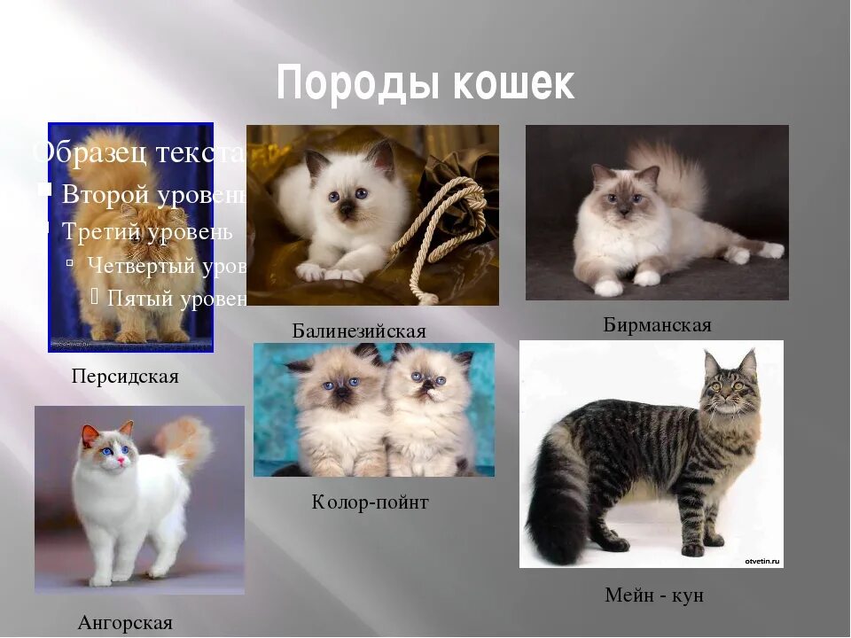 Азиатские породы кошек с фотографиями и названиями Website is down Best cat breeds, Cat breeds, Beautiful cats