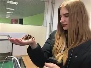 Выставка пауков пермь 2025. Выставка пауков прокопьевск. выставка пауков магнитогорск. выставка пауков липецк. выставка пауков псков акваполис 2025.