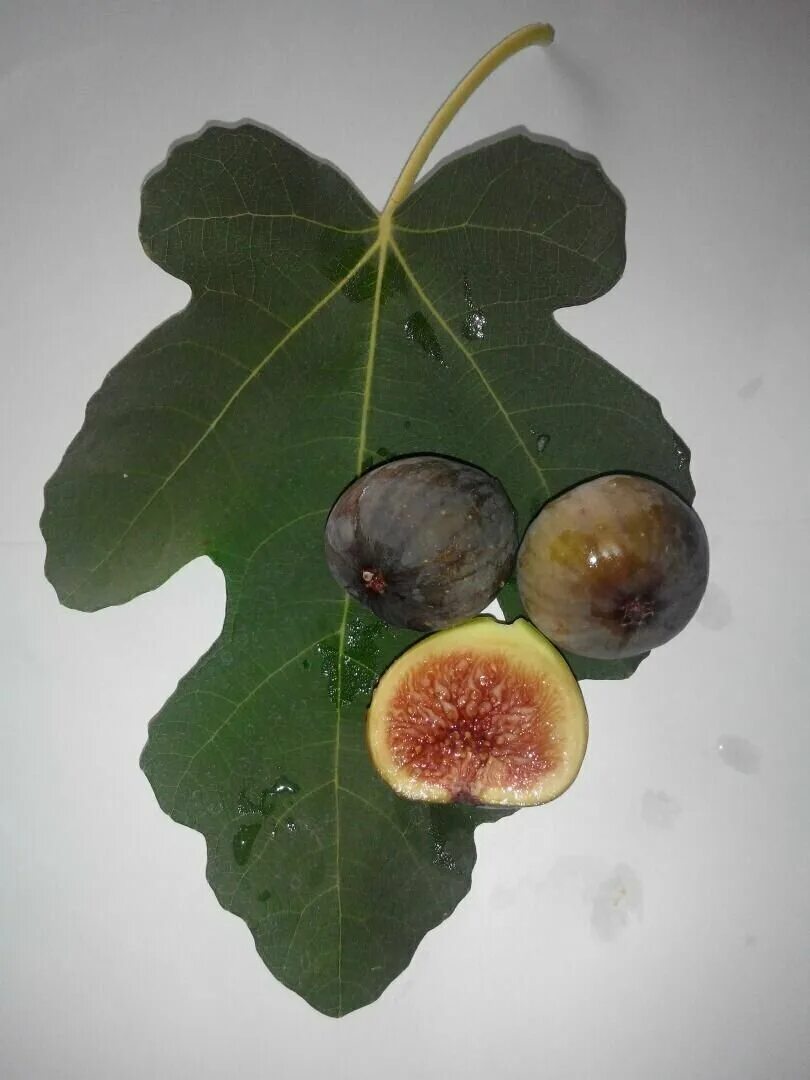 инжир сорт далматский. инжир королевский. инжир серый ранний. инжир сочинский 4. инжир сорт далматика.