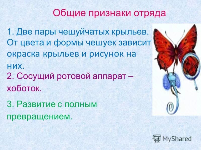 представители чешуекрылых насекомых. отряды насекомых чешуекрылые. чешуекрылые строение. чешуекрылые. две пары крыльев с чешуйками.