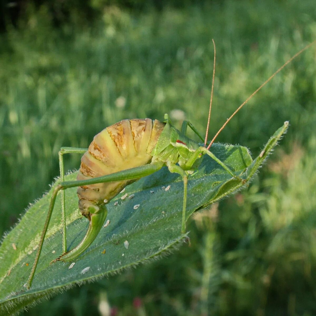 среднеазиатская саранча. саранча насекомое. сверчок домовый. пилохвост сосновый. кобылка луговая.