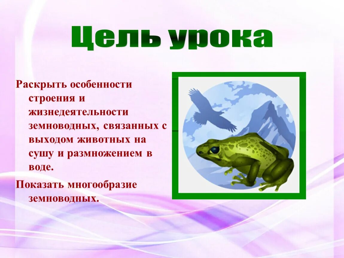 Главные особенности земноводных. Признаки земноводных. Системы жизнедеятельности земноводных. Особенности жизнедеятельности земноводных. Процессы жизнедеятельности земноводных.