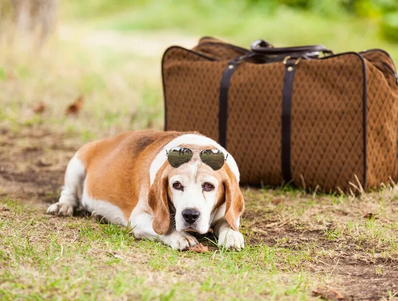 Dog Travel. Care for Pets. Suitcase and Dog. Travel Dogger. Pet travel