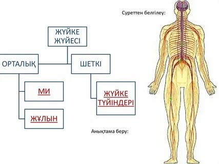 Күйеу жігіттің жеке суреті