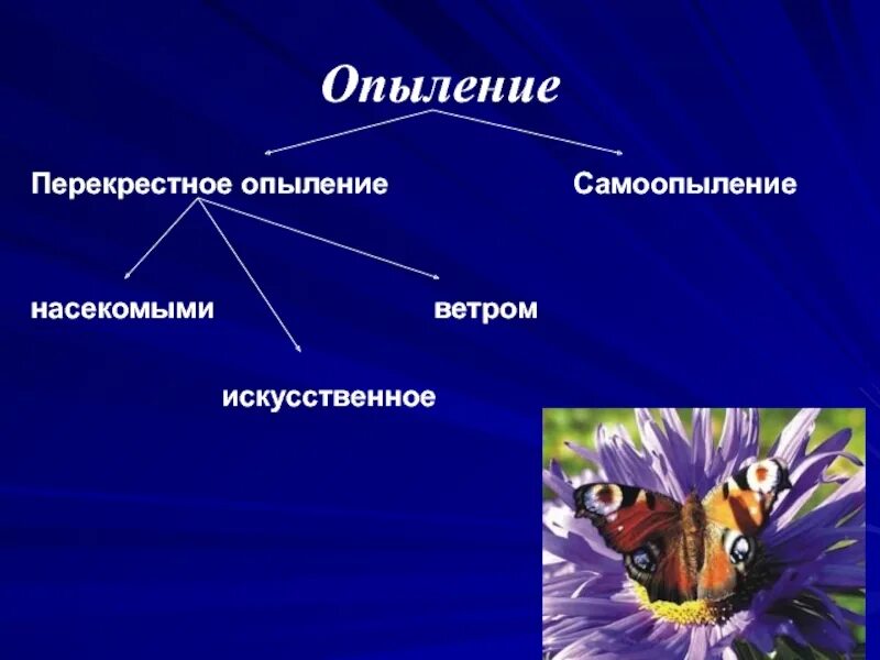 Какой процесс следует за опылением. Перекрестное опыление растений. Самоопыление и перекрестное опыление. Перекрестное опыление самоопылителей. Перекрестное опыление насекомыми.