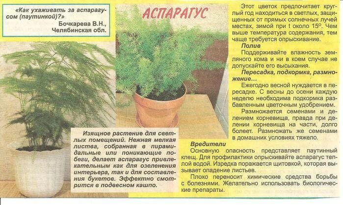Аспарагус шпренгера корни. Аспарагус комнатный размножение. Аспарагус перистый размножение. Аспарагус шпренгера. Аспарагус перистый размножение черенками.