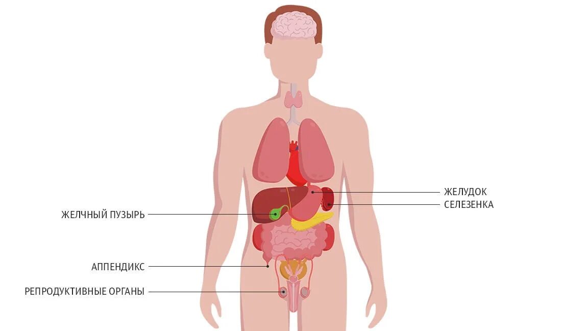 Внутренние органы человека. Строение органов человека. Органы человека схема.