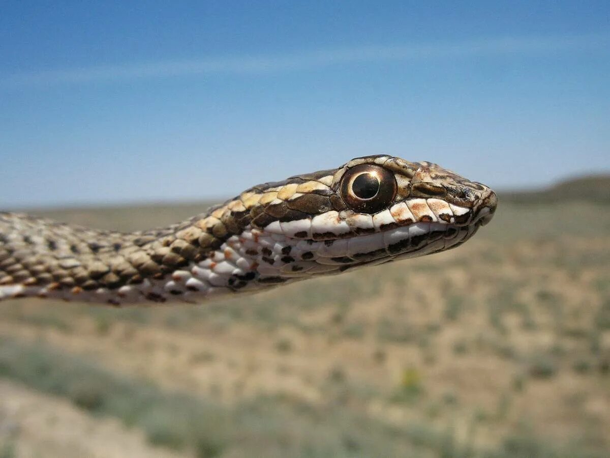 Змей казахстана. Стрела-змея (Psammophis lineolatus). Змея стрела Кавказская. Змея стрела в Казахстане. Змея стрелка Туркменистана.