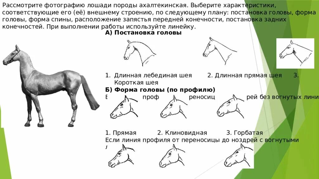 Постановка головы кабардинской лошади. Клиновидная форма головы у лошади. Рассмотрите фотографию лошади. Постановка конечностей у лошадей. Форма головы лошади по профилю.