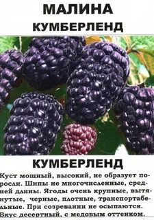 Ежемалина кумберленд описание сорта