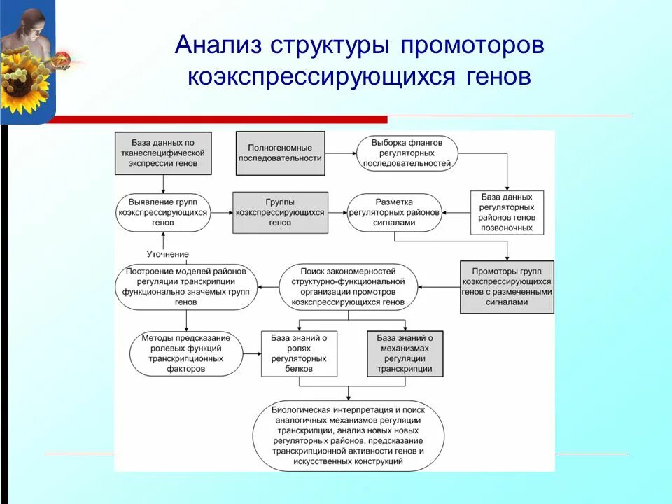 Структура анализа информации. Анализ структуры генов. исследование структуры гена. аналитическая структура. структурные и регуляторные гены.