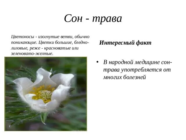 К чему снятся цветочные цветы. Маргаритка описание растения. Сонник к чему снятся цветы. К чему снятся цветы в горшках комнатные. Цветы во сне что означает.