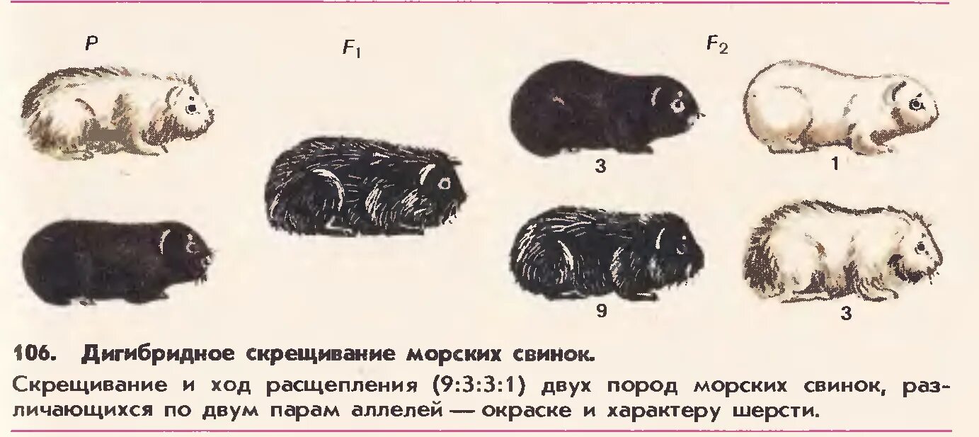 Дигибридное скрещивание у животных. Дигибридное скрещивание примеры животных. Примеры дигибридного скрещивания у животных. Дигибридное скрещивание коров. Дигетерозиготный хомяк