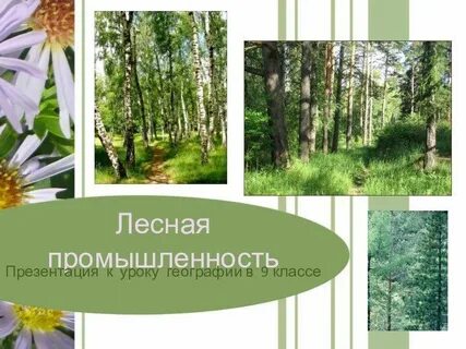 Лесная промышленность 9 класс география презентация