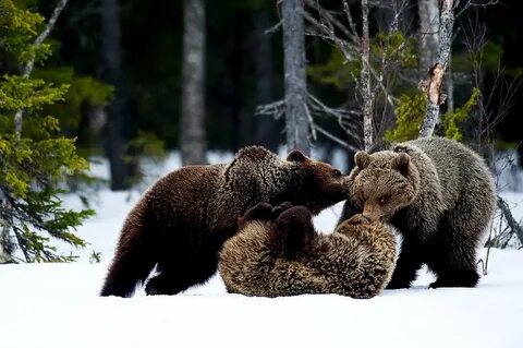Медведи их жизнь