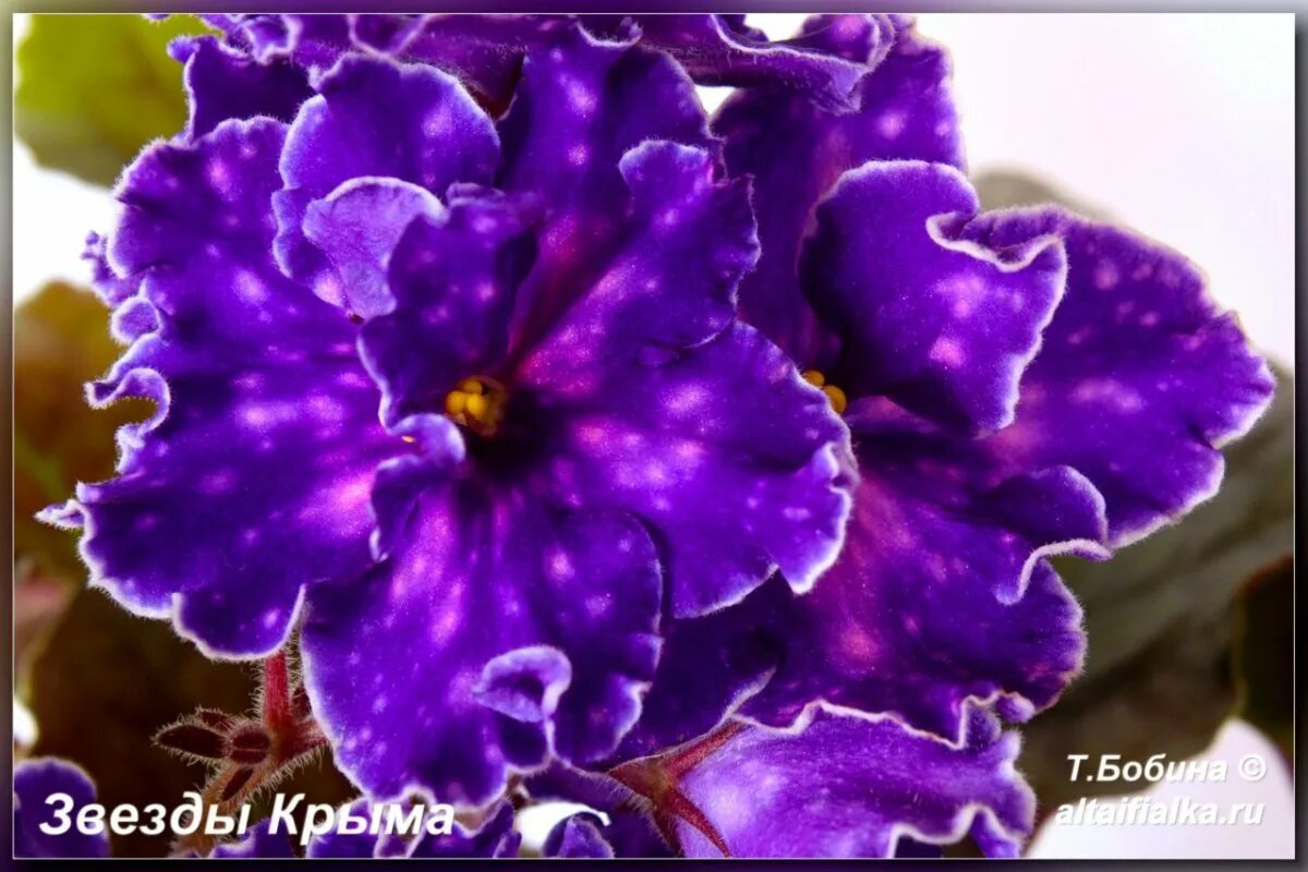 Сорт фиалки морев звезды крыма. Фиалка крымская звезда. Фиалка звезды крыма. Фиалка звезды крыма. Фиалка звезды крыма.
