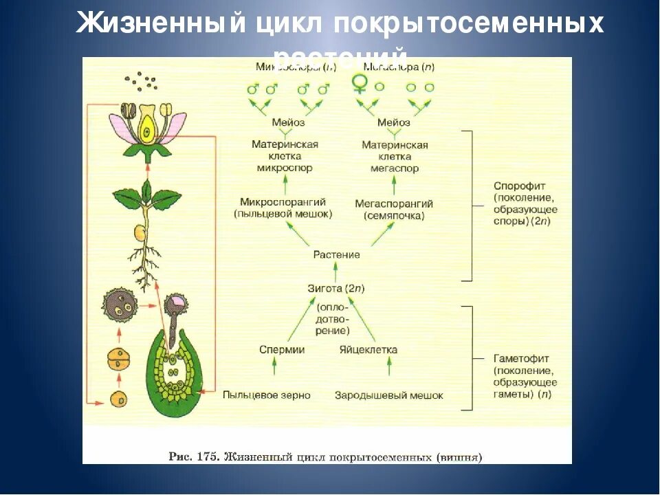 Усложнение организации покрытосеменных. Цикл развития покрытосеменных схема. Жизненный цикл покрытосеменных схема. Схема развития покрытосеменных растений. Жизненный цикл покрытосеменных растений схема.