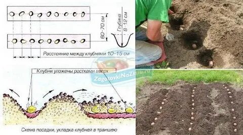 Расстояние между боровками при посадке картофеля