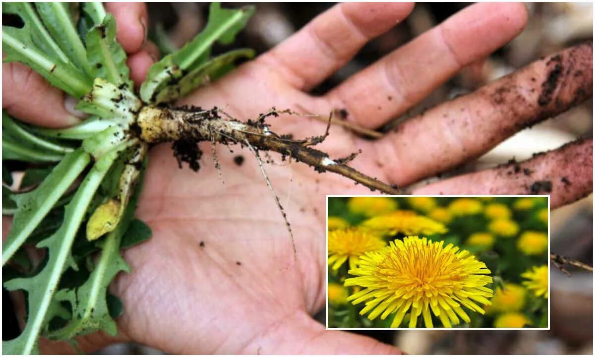 Корень одуванчика для человека. Dandelion root - корень одуванчика. корень одуванчика фото. корень одуванчика от солей в суставах. одуванчик фенофаза.