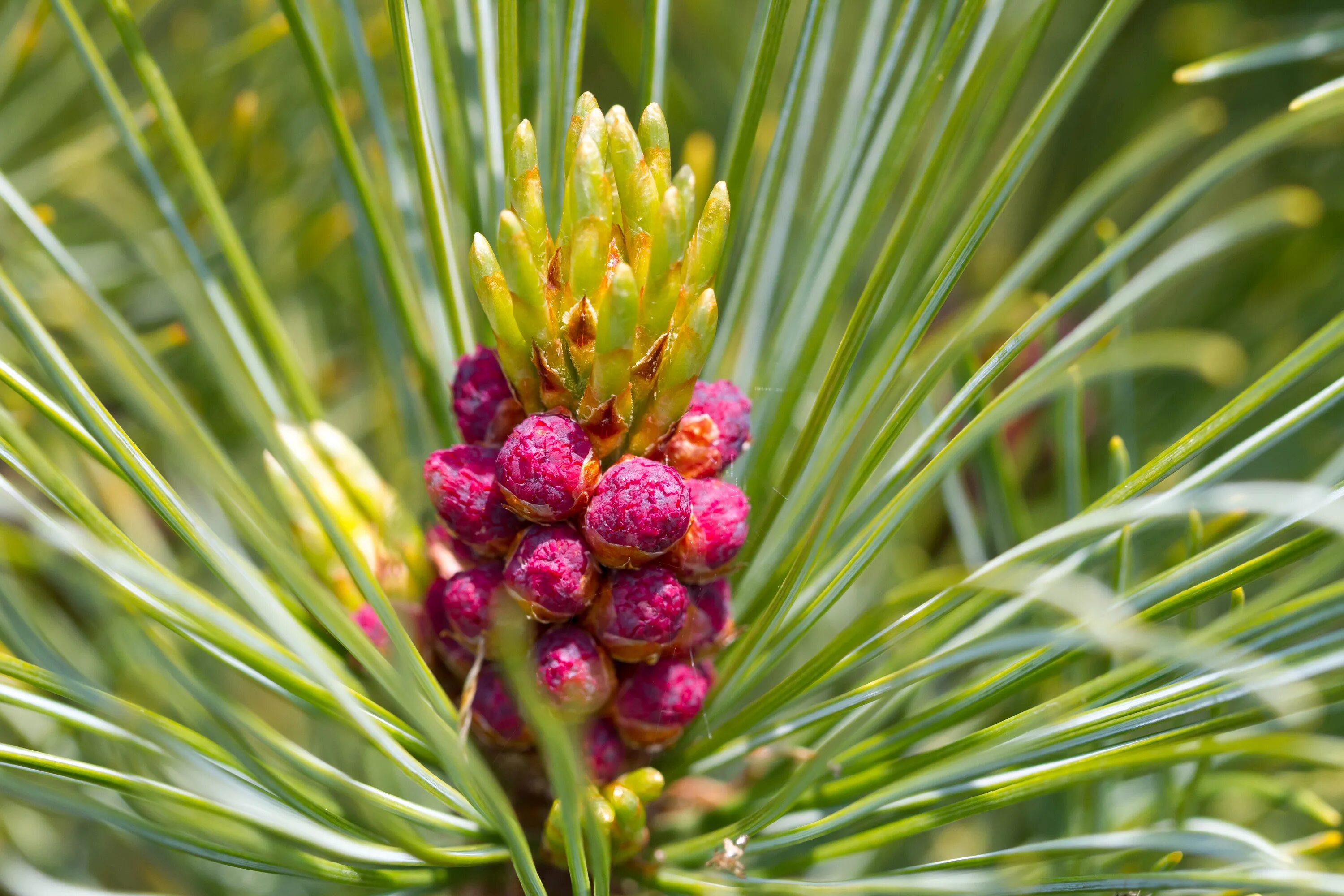 Розово белый кедр. Сосна Кедровая стланиковая. Сосна Кедровый стланик. Pinus pumila шишки. Сосна Кедровая стланиковая/Pinus pumila