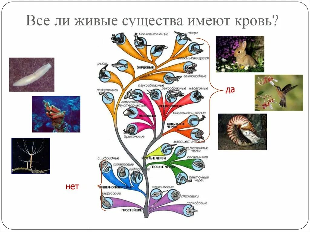 Живые существа. Виды живых существ. Живые существа для презентации. Живые существа имеют.