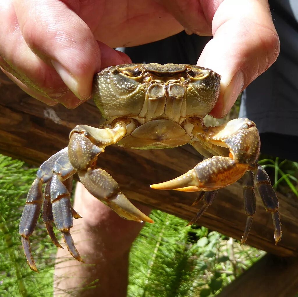 Потамон иберийский краб. Potamon potamios. Потамон краб Речной. Краб Ритропанопеус Черноморский. Виды крабовых