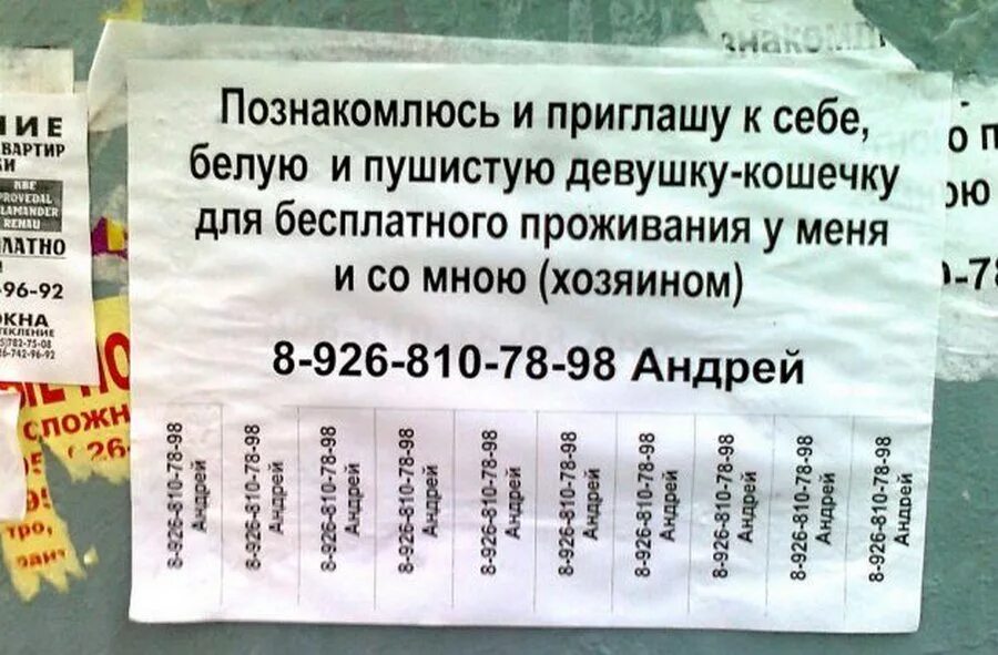 Объявления ищущих встреч. Объявления женские прикольные. смешные объявления для мужчин. прикольное объявление о поиске девушки. смешные объявления о поиске мужчины.