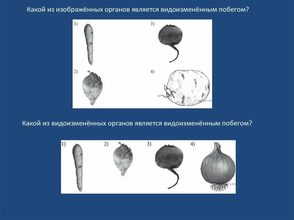 Какой орган является