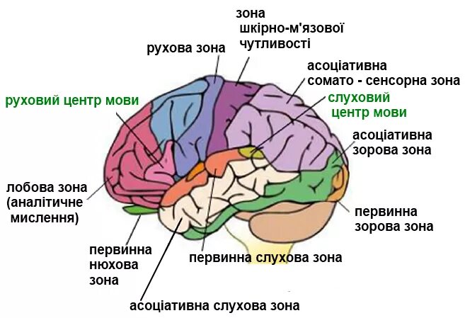 Центры рефлексов больших полушарий. Центры рефлексов больших полушарий