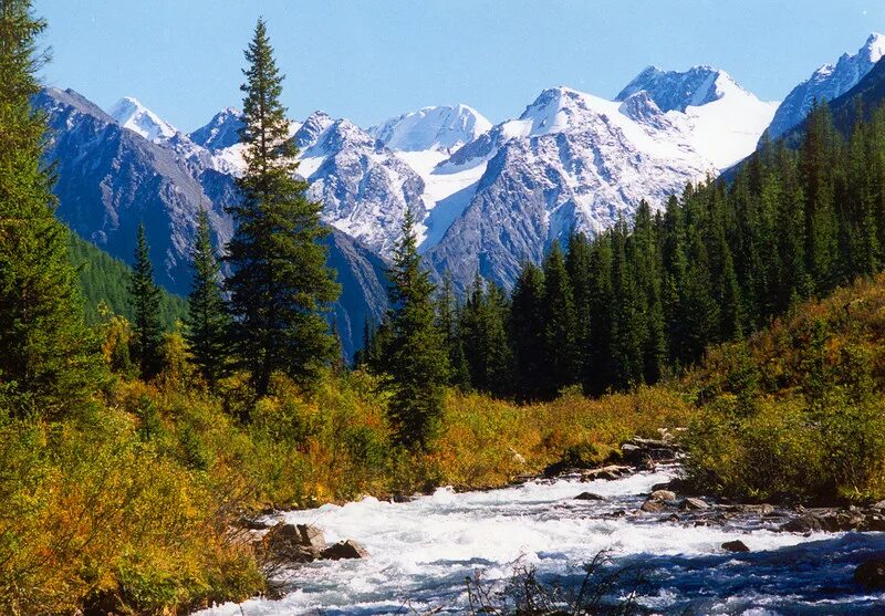 Природный алтай. Золотые горы Алтая (горный Алтай). Золотые горы Алтая (Сибирь). Золотые горы Алтая ЮНЕСКО. Горы Сибири Алтай лес.