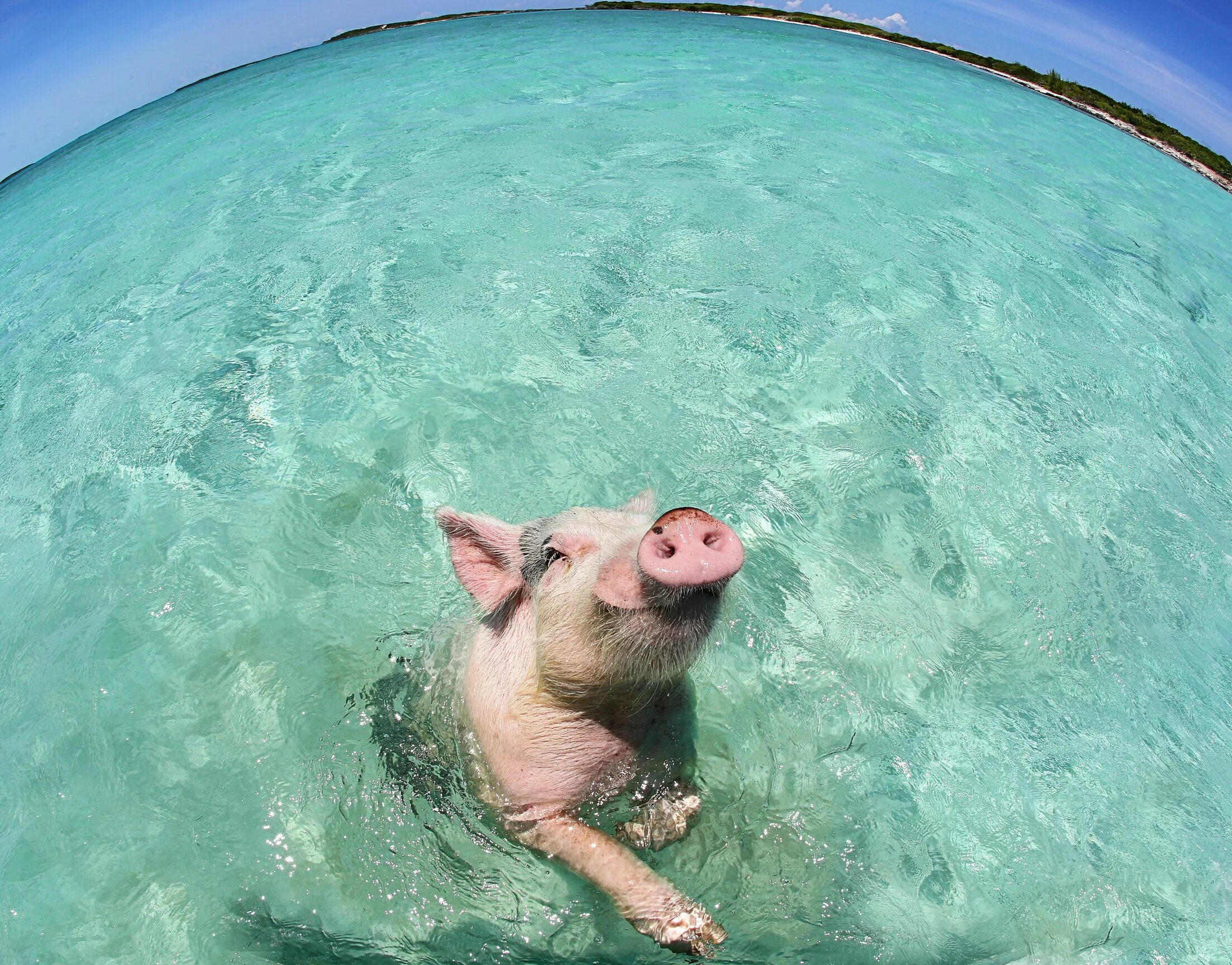 Свинья плавает. Свиньи купаются. Поросенок плавает. Биг мэйджор кэй, багамы. Водоплавающие свиньи багамы.