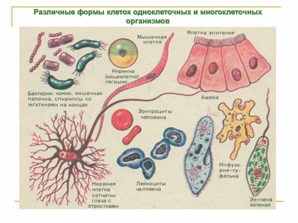 Грибы бывают одноклеточными и многоклеточными эти организмы. Форма клеток эукариот. Строение одноклеточных и многоклеточных организмов. Разнообразие форм клеток. Многообразие клеток строение.