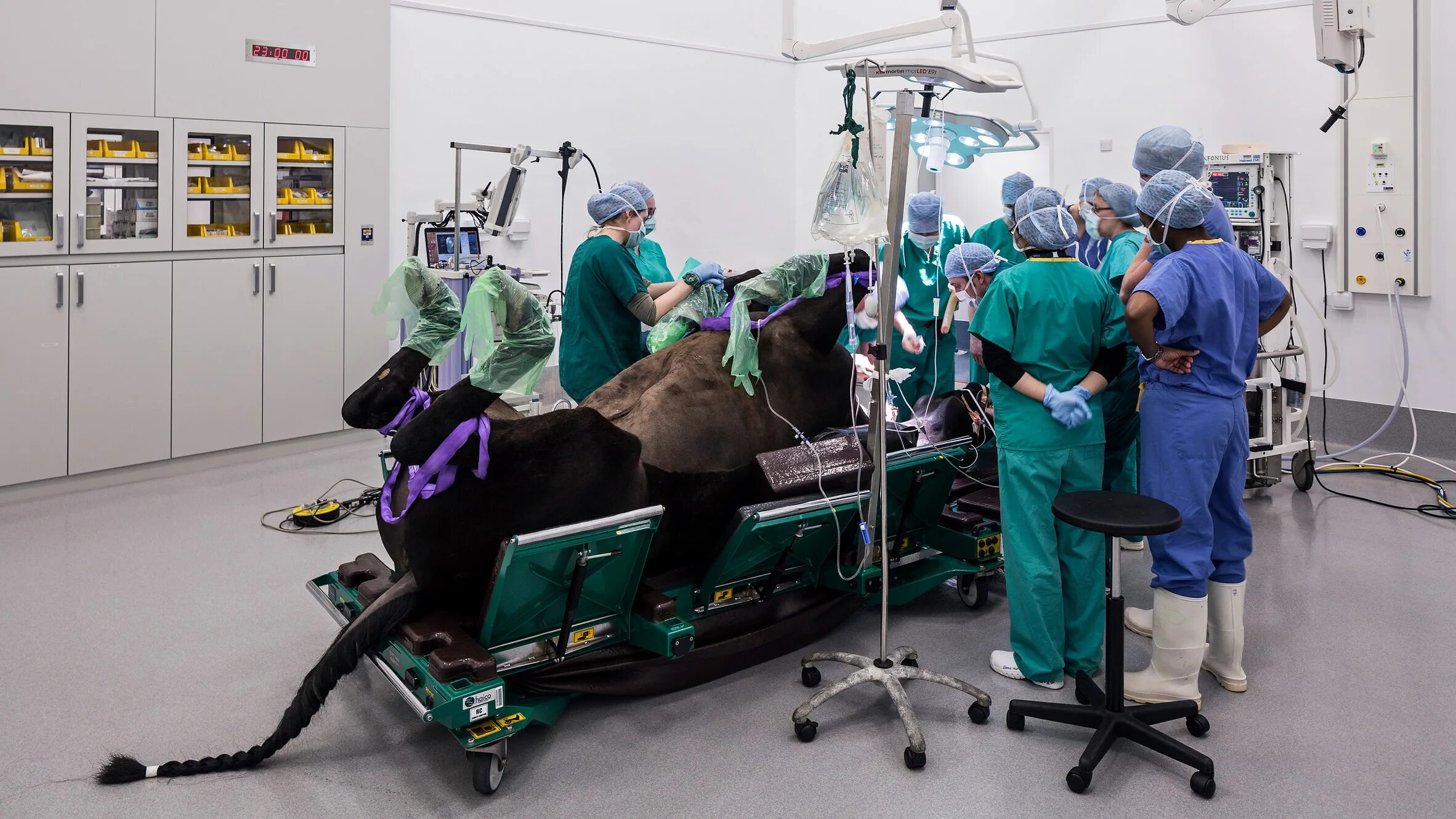 Операции ветеринаров. Ветеринарная клиника для лошадей. Операционная клиники для лошадей. Лошадь на операционном столе.