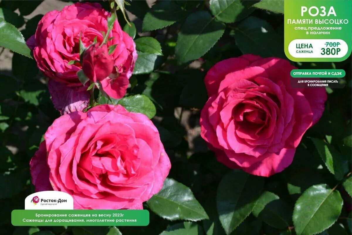 Parade Rose design, Rose, Flowers